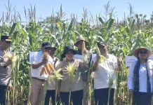 Bukan Sumber Pangan Biasa, Ini Multi Manfaat dari Jagung