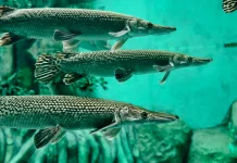 Ikan Invasif Pemangsa Spesies Lokal Dilarang Dilepas ke Perairan Umum