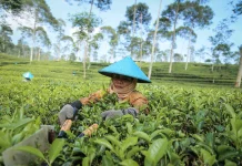 FKG UGM Pasang Gigi Tiruan bagi Buruh Pemetik Teh Pagilaran