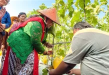Lulusan PKBM di Gunungkidul Sukses Raup Puluhan Juta dari Budidaya Melon