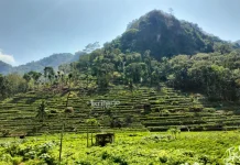 Desa Wisata Srikeminut Sriharjo Tawarkan Wisata Alam Memukau