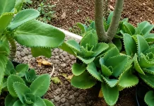 Cocor Bebek Miliki Cara Berkembang Biak yang Sangat Unik Alami