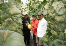 Bumkal Sumberharjo Sleman Sukses Budidaya Melon Premium di Tanah Kas