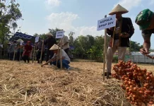 Sorgum Kembali Dikembangkan, Pemkab Bantul Bidik Ketahanan Pangan