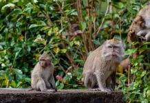 Kelestarian Monyet Ekor Panjang Terancam