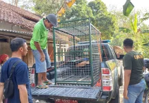 Balai KSDA Yogyakarta Evakuasi Merak Hijau dari Permukiman Warga Bantul