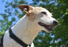 Ratusan Anjing Mati Dibunuh, DIY Respon lewat Perda