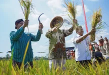 Tradisi Wiwitan Panen di Bangunjiwo Jadi Wujud Syukur Sekaligus Promosi Wisata