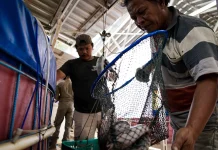 Panen Lele Tembus 4 Ton, Bupati Endah Soroti Keberlanjutan KDMP Karangrejek