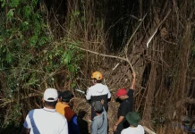 Wujud Nyata Gotong Royong, Wali Kota Bersama Warga Pangkas Pohon Berusia 1,5 Abad