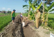 DKPP Bantul Perkuat Irigasi Pertanian, Jangkau 180 Kelompok Tani