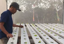 Lumbung Mataraman Giripeni Tanam 500 Selada Caipira Hidroponik