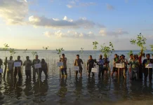 Mahasiswa KKN UGM Berseri Seram Tanam 800 Mangrove di kawasan Wailulu