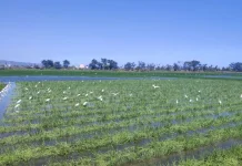 Sungai Opak Meluap, Petani Bawang Merah di Bantul Terancam Rugi Puluhan Juta