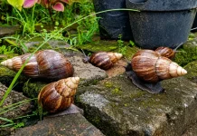 Bekicot Kaya Nutrisi, Kenali Manfaat dan Risikonya