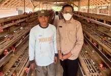 Jaga Kualitas Menu MBG, SPPG Margomulyo Pantau Kandang Ternak Ayam Petelur