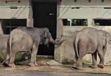 Pasangan Gajah Deo dan Sinta Pindah dari GL Zoo ke Tabang Zoo Kaltim