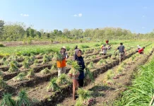 Petani Muda Gunungkidul Mulai Minati Budidaya Bawang Merah