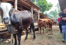 Peternakan Ramah Lingkungan, Solusi Hadapi Perubahan Iklim
