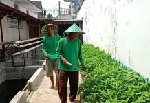 Panen 50 Kilogram Sayur Tiap Hari, Lapas Cebongan Dorong Kemandirian Pangan