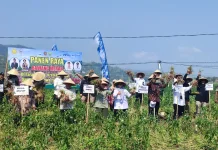 Panen 4.000 Ton Bawang Merah, Kementan Nilai Bantul Mampu Jadi Sentra Hortikultura
