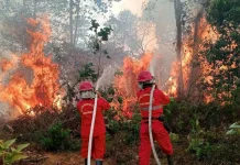 Sikapi Kebakaran Hutan, Kemendikdasmen Terapkan Pembelajaran Darurat