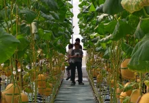 Wisata Petik Melon Lumbung Mataraman Bulak Peni Giripeni Laris Manis Diburu Warga