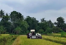 Produksi Beras Bantul Terus Naik, Surplus 2025 Capai 70.000 Ton