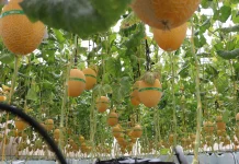 Panen Melon Merdeka Giripeni Dorong Kemandirian Pangan Kulon Progo