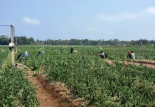 Bawang Merah Jadi Andalan, Pemkab Bantul Dorong Penguatan Infrastruktur