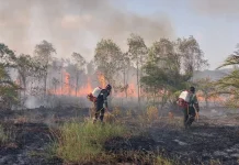 Kebakaran Hutan Kalimantan Makin Luas, ini kata Pakar UMY
