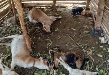 Tujuh Kambing Warga Tepus Gunungkidul Mati Diserang Hewan Liar