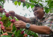 Mengenal Kopi Robusta Merapi Sleman, Produk DIY Terlindungi Indikasi Geografi