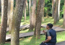 Hutan Pinus Mangunan Tawarkan Sejuknya Wisata Alam Bantul