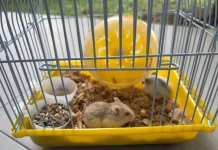Hamster, Hewan Mungil yang Jadi Pilihan Peliharaan di Rumah