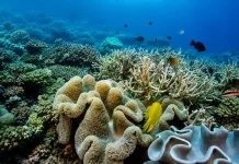 Pakar Ingatkan Peran Vital Terumbu Karang Lindungi Pesisir dan Biota Laut