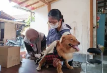 Minat Vaksinasi Rabies Hewan Peliharaan di Kota Yogyakarta Tinggi