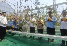Panen Melon di Wates, Jadi Bukti Nyata Wakaf Produktif Mampu Dongkrak Ekonomi Umat