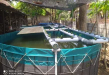 Inovasi Circular Farming UGM Hadirkan RAS Akuaponik di Kulon Progo