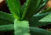 Potensi Sumber Daya Hayati sebagai Bahan Baku Kosmetik Modern