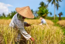 Sejarah Hari Tani Nasional 24 September dan Awal Lahirnya UUPA