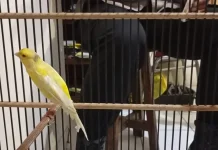 Curi Burung Kenari Seharga Rp3 Juta, Pria di Bantul Diciduk Polisi