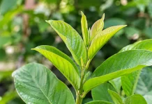 Ampuh Atasi Diare, Ini Manfaat Daun Jambu Biji untuk Pencernaan