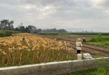 El Nino Mundurkan Masa Tanam, Dosen UGM Dorong Diversifikasi Pangan