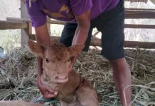 Kisah Anak Sapi tanpa Kaki Depan di Bantul, Pemilik Berjuang Merawat