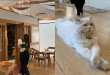 Petsaga Yogyakarta Hadirkan Kafe Nyaman Bersama Kucing