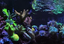Indonesian Reefer’s Coral Studio Hadirkan Wisata Bawah Laut
