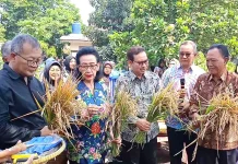 Solusi Lahan Sempit, Kelompok Tani Wirobrajan Panen Perdana Padi Galon Bekas