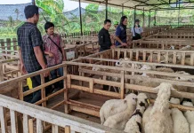 Sekolah Ternak Dompet Dhuafa, Dorong Peternak Adaptif Hadapi Perubahan Industri
