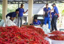 Lelang Cabai Digital Perdana di Bantul, Petani Raup Harga Lebih Tinggi
